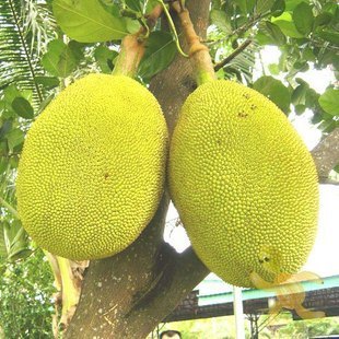  进口水果 泰国特产菠萝蜜 新鲜水果 香甜