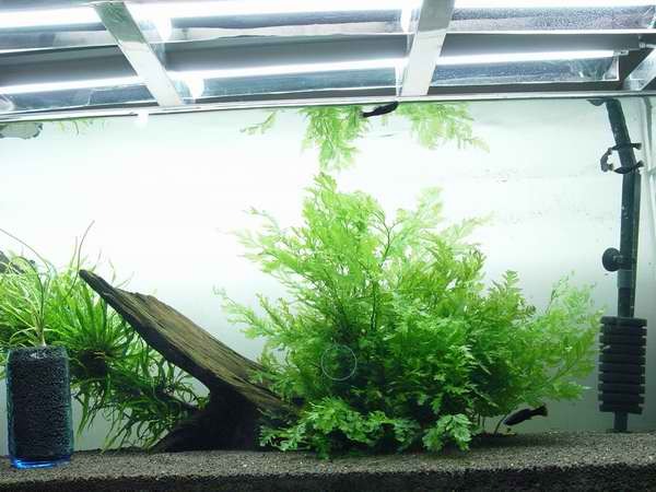 泡泡水族熱情推薦 本家蝦缸 黑木厥水草在類目 寵物/寵物食品及用品, 水族世界, 魚缸等水族設備, 水草中 - 來自Buy2taobao.com提供專業的淘寶代購服務