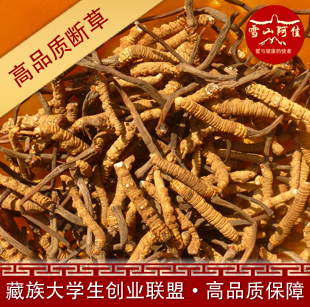  冬虫夏草 断草 精选虫草 新草  正品保障 特价176