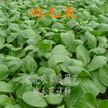 老花农-种菜用品店 盆栽蔬菜种子 四季可播 鸡毛菜种子20克5千粒