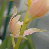 限时折扣兰花苗 墨兰色花皇后 玉妃15元/苗 出售四季建春蕙莲瓣兰