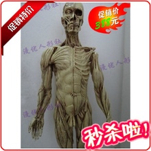 直销包邮 艺用人体肌肉骨骼解剖模型 美术人体模型 解剖结构手办