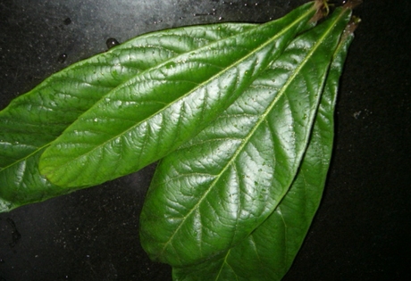 广西马山壮族乡下最新野生枇杷叶子 干叶 最新枇杷叶 0.4元-淘宝网