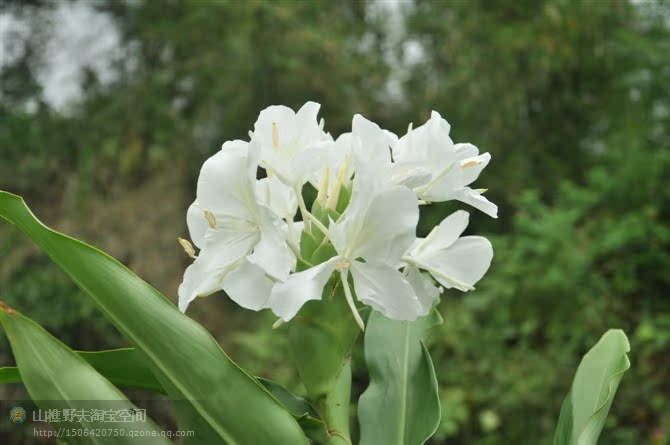 种球 姜花 纯白色姜花 净化空气3-11月花期 赠送100克叶面肥