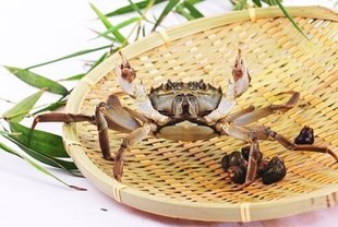  阳澄湖大闸蟹母蟹1.8-2.1两  8只起卖包邮