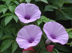 藤本花卉，生长超快，四季开花，紫花五爪金龙-淘宝网