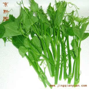  【京黔园】绿色蔬菜 丝瓜尖 北京买菜当天送到家