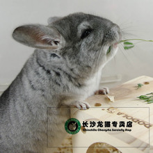 *长沙龙猫专卖店*实体*美国种公标灰DD