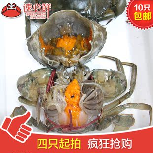 特价鲜活水产海鲜 4只\/斤铁蟹膏蟹母螃蟹 大闸