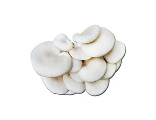  中国有机绿色食品专营 天地生 平菇500g 新鲜蔬菜 北京满百包邮