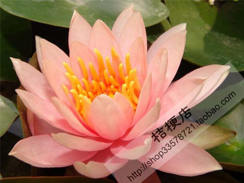 碗莲种子 盆莲 碗内的荷花 水生植物 每粒0.65元