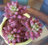 出售 迷你植物 多肉仙人花卉*虹之玉*玉米石