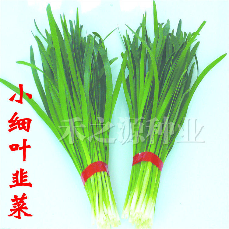 【小细叶韭菜种子】 寿光蔬菜种子 老品种香味浓有嚼头 150粒分装