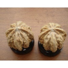 文玩核桃野生矮桩大灯笼狮子头纹理（精配对）3.5-3.8cm收藏把玩