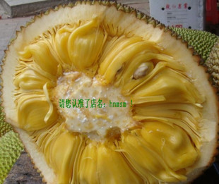  海南特产 菠萝蜜 [马来6号] 不是海南本地品种哦 20斤起卖包邮