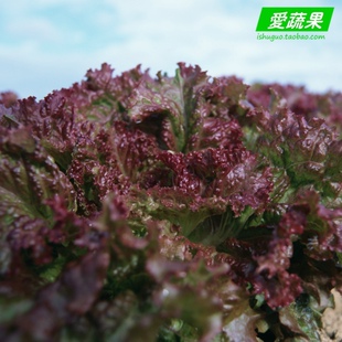  【爱蔬果】绿色食品新鲜蔬菜 紫叶生菜 紫生菜 莴苣 北京配送