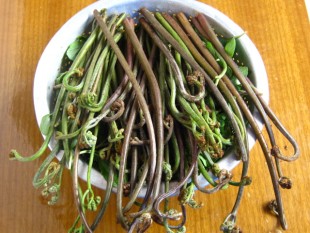  新鲜蕨菜 高山竹林野菜 绿色天然 野菜之王 少量上市