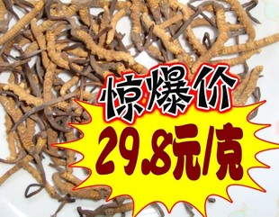  【洋绿健】正品冬虫夏草批发野生/支持验货/送礼/买过的都说好！