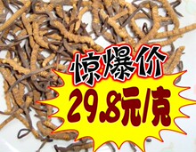 【洋绿健】冬虫夏草批发正品野生原价48/支持验货/买过的都说好！