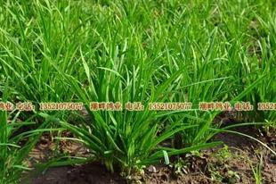  生态农庄自产有机肥种植无农药新鲜韭菜 有机蔬菜 无公害蔬菜