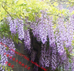 爬藤植物-紫藤萝 紫藤花-紫藤萝树苗/可盆栽/庭
