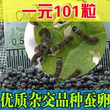 taobao english 5079007635