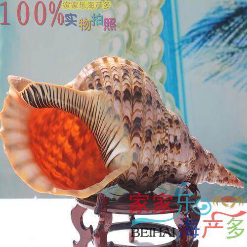 北体凤尾螺 法螺  四大名螺/海螺/装饰/收藏/摆设40-42CM一个