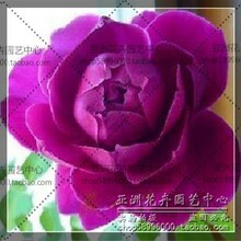 �ٱ��¼����ϲӡ��ٱ��¼��������������Ũ�����ļ�����