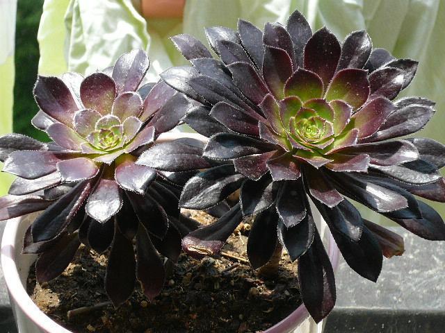 Mini Botany computer Potted plant Cactus Radiation Succulent plants Stone Lotus=Black Magein the Flower delivery/Flowers simulation/Plants gardening , Flowers/Potted plants (New) , Succulents category - from Buy2taobao.com to provide professional Taobao agent buy service