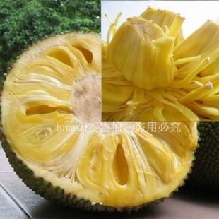  海南水果王 菠萝蜜 [本地品种] 树上现摘 2.68元/斤