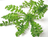 淘宝聚划算购物野菜<em>七小福老</em>树桩 万年青 野菜
