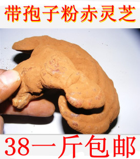  大兴安岭有机赤灵芝带孢子粉可免费切片 磨粉500克半野生特价包邮