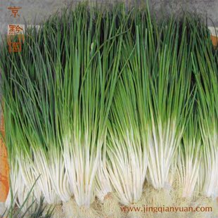  【京黔园】绿色食品新鲜蔬菜 香葱 小葱 葱 北京买菜当天送到家