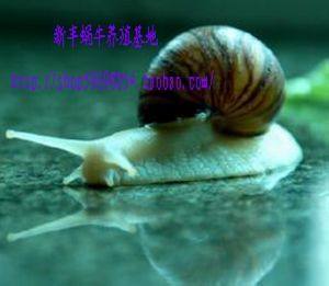 White jade snail per 2, pet snails around 35 g-now in stock, they best selling