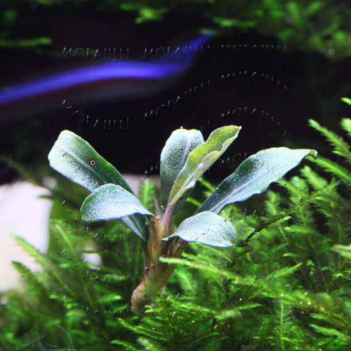 =Magic Records=Mid- Pepper tebakang Ticbar/Shrimp cylinder Small fish tank Landscaping Aquatic herbin the Pet/Pet food and supplies , Aqua World , Aquarium fish tanks and other equipment , Aquatic category - from Buy2taobao.com to provide professional Taobao agent buy service