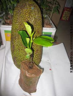 马来西亚一号菠萝蜜苗(稼接苗)第二年开花 第三