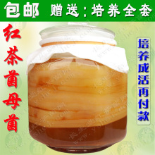 长生堂红茶菌|老坛母菌|胃宝|红茶菌海宝|肠胃病克星