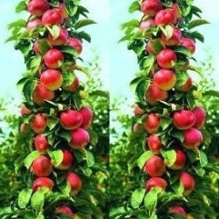 促销 矮化盆栽苹果苗 抗虫害苹果树 抗寒耐热 多