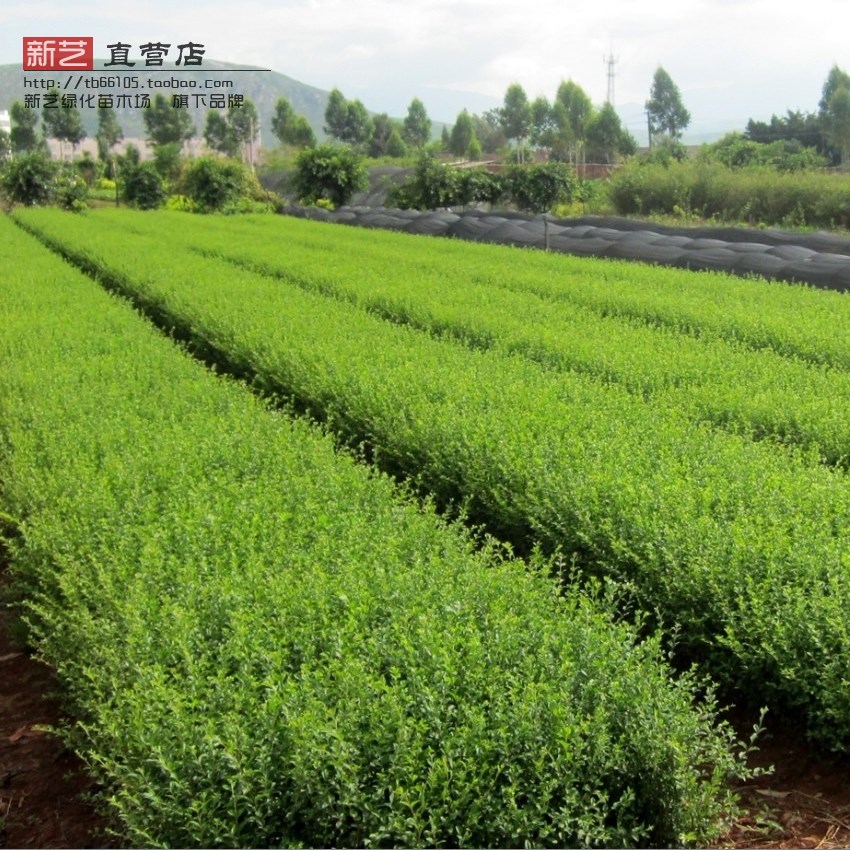 小叶女贞水蜡小白蜡楝青小叶水蜡树小叶女贞小苗篱笆灌木绿化苗木在类目 鲜花速递/花卉仿真/绿植园艺, 花园植物/行道树/果树, 观叶 /花灌木中 - 来自Buy2taobao.com提供专业的淘宝代购服务