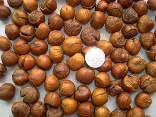  最新货特选开口超饱满顶级野生开源榛子孕妇孩子首选3袋包邮250克