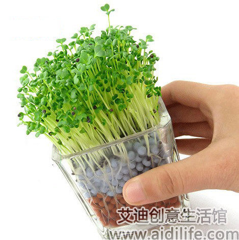生态E园陶碳球负离子植栽(心形草等) ECOEY迷你防辐射健康小盆栽
