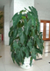 绿宝石 .室内观赏植物绿植花卉鲜花盆栽盆景 绿植租摆