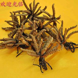  【假一罚三】野生西藏那曲冬虫夏草 正品精选虫草 包邮 4条/克