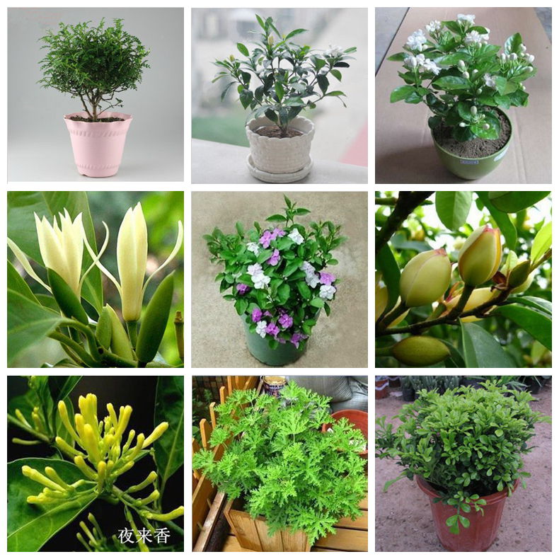 芳香花卉盆栽夜来香/驱蚊草/茉莉/栀子花/白兰/含笑/米兰2棵包邮