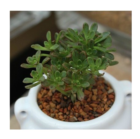 小人祭 日本小松 多头 茎秆还弱 稀缺多肉植物 