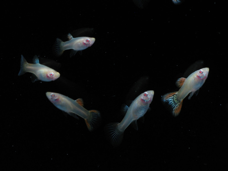 孔雀鱼鱼苗 观赏鱼 热带鱼 红蕾丝白子孔雀鱼鱼