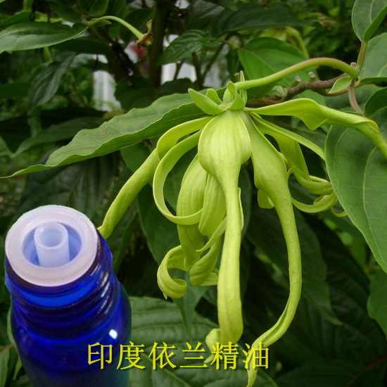 印度依兰精油10ml 女性丰胸卵巢保养护肤 内分