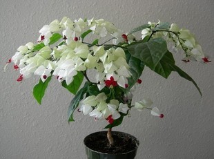 花特美,栽培容易的白花龙吐珠,红花龙吐珠,当年开花大苗在类目 鲜花速递/花卉仿真/绿植园艺, 花卉/绿植盆栽(新), 绿植中 - 来自Buy2taobao.com提供专业的淘宝代购服务