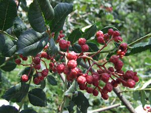 四川广元青川土特产小超市火锅调料纯天然花椒