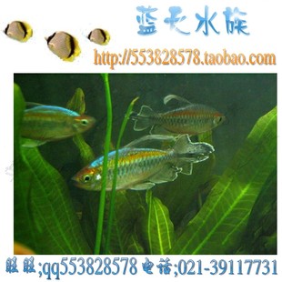 【蓝天水族】刚果扯旗鱼\/刚果霓虹鱼\/ 刚果美人鱼 热带鱼-淘宝网